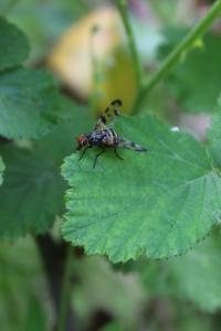 <i>Otites porcus</i>