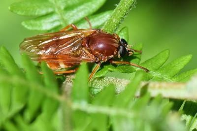 <i>Coenomyia ferruginea</i>