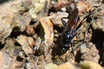 <i>Brachypalpoides lentus</i>