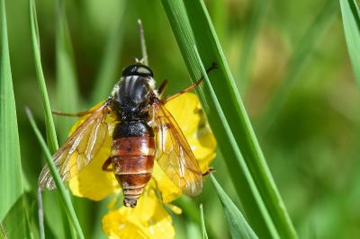 <i>Coenomyia ferruginea</i>