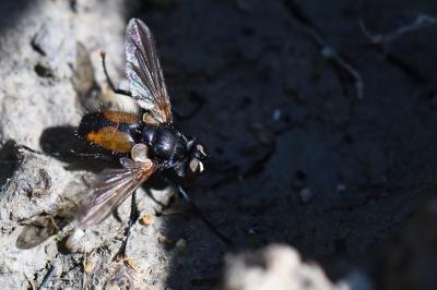 <i>Hemyda vittata</i>