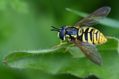 <i>Chrysotoxum cautum</i>
