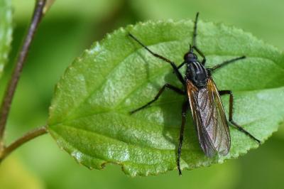 Empis marqueté