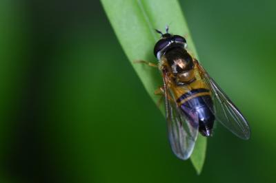 <i>Epistrophe eligans</i>