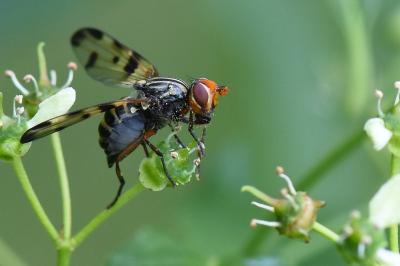<i>Otites porcus</i>