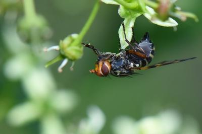 <i>Otites porcus</i>