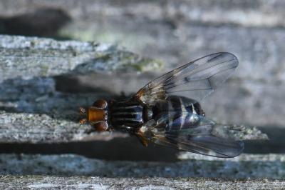 <i>Otites porcus</i>