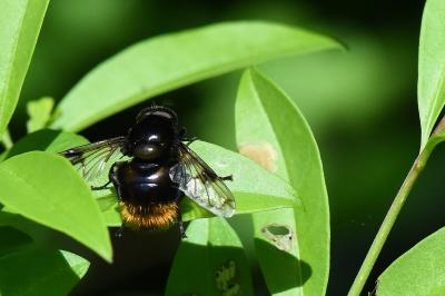 <i>Volucella bombylans</i>