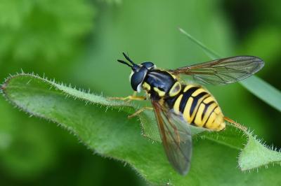 Chrysotoxum cautum
