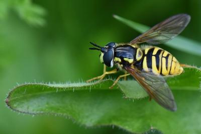 <i>Chrysotoxum cautum</i>