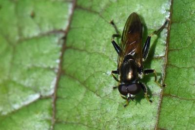 <i>Xylota segnis</i>