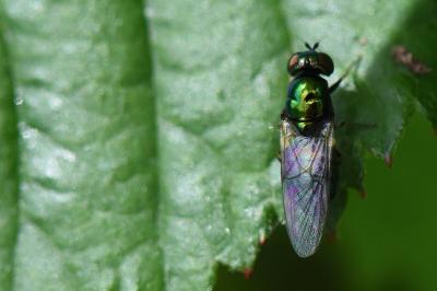 <i>Microchrysa polita</i>