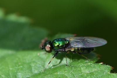 <i>Microchrysa polita</i>