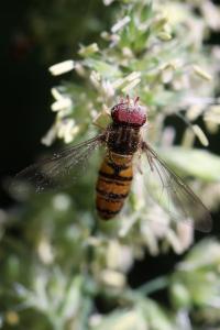 <i>Episyrphus balteatus</i>