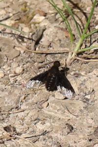 <i>Hemipenthes morio</i>