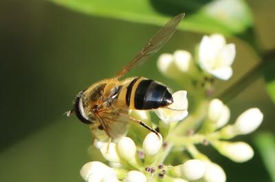 <i>Epistrophe eligans</i>