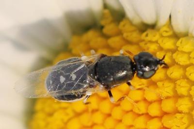 <i>Nemotelus pantherinus</i>