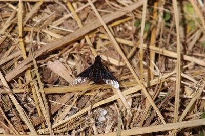 <i>Hemipenthes morio</i>