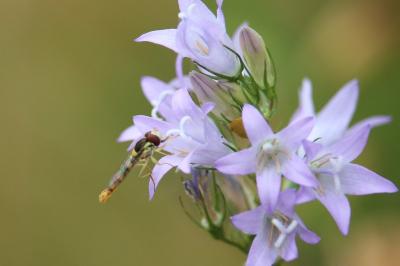 <i>Sphaerophoria scripta</i>