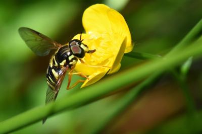 <i>Chrysotoxum elegans</i>
