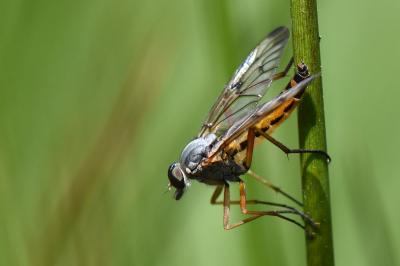<i>Rhagio scolopaceus</i>