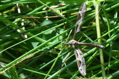<i>Tipula maxima</i>