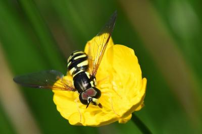 <i>Chrysotoxum elegans</i>