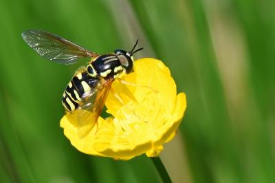 <i>Chrysotoxum elegans</i>