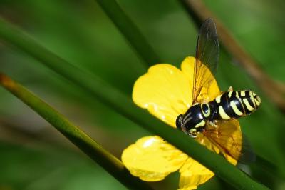 <i>Chrysotoxum elegans</i>