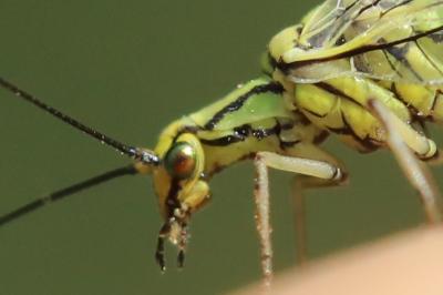 <i>Hypochrysa elegans</i>
