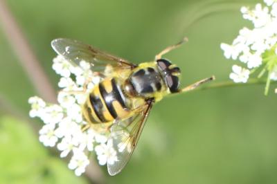 <i>Myathropa florea</i>