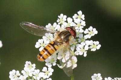 <i>Episyrphus balteatus</i>