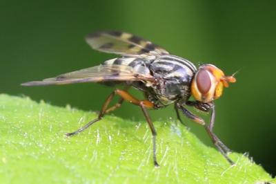 <i>Otites porcus</i>