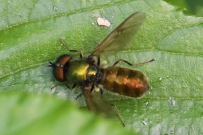 <i>Chloromyia formosa</i>