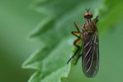 <i>Empis livida</i>
