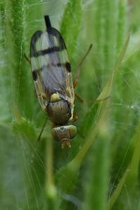 <i>Urophora stylata</i>