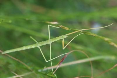 <i>Clonopsis gallica</i>