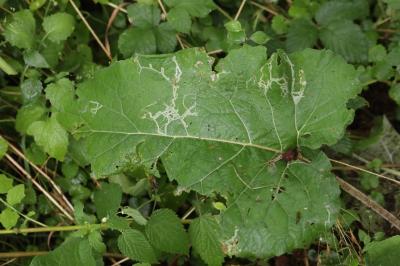 <i>Phytomyza lappae</i>