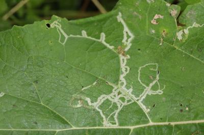 <i>Phytomyza lappae</i>