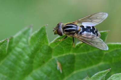 <i>Eurimyia lineata</i>