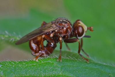 <i>Sicus ferrugineus</i>