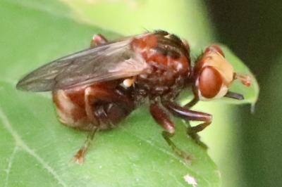 <i>Sicus ferrugineus</i>