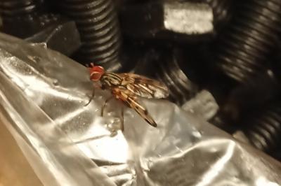 <i>Otites ruficeps</i>
