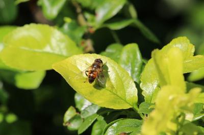 <i>Eristalis tenax</i>