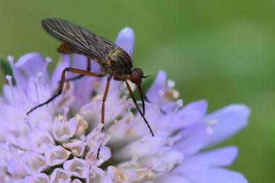 <i>Empis livida</i>