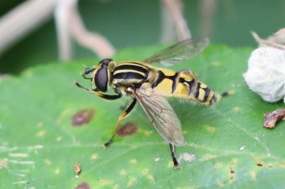<i>Helophilus pendulus</i>