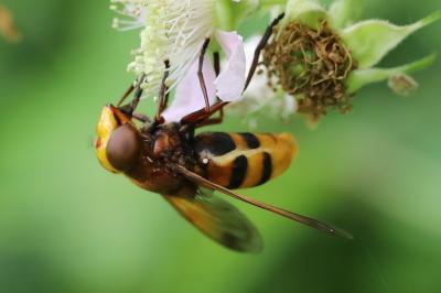 <i>Volucella zonaria</i>