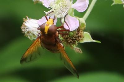 <i>Volucella zonaria</i>