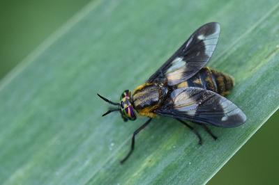 <i>Chrysops caecutiens</i>