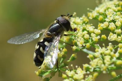 <i>Scaeva pyrastri</i>